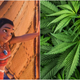 Illustration for article titled Cake decorator mistakes “Moana” for “marijuana,” gets fired
